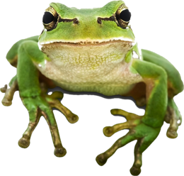 Twig, the Certified Arbor Care tree frog