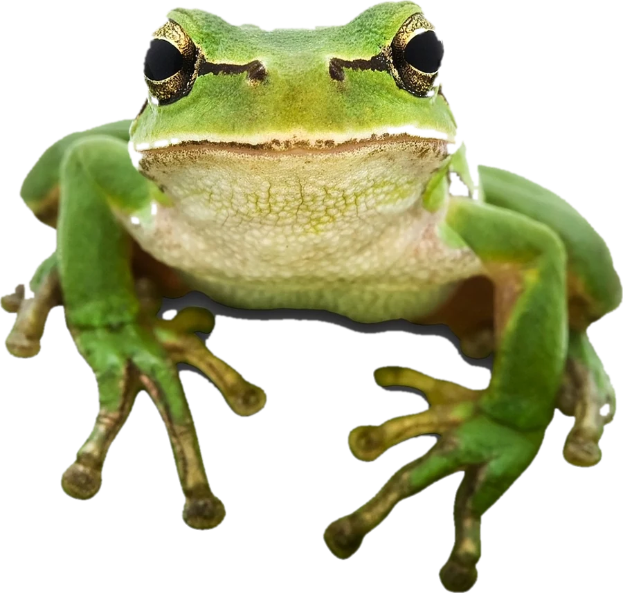 Twig, the Certified Arbor Care tree frog
