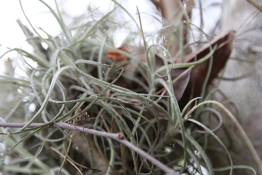 Ball Moss Removal in Austin, Texas