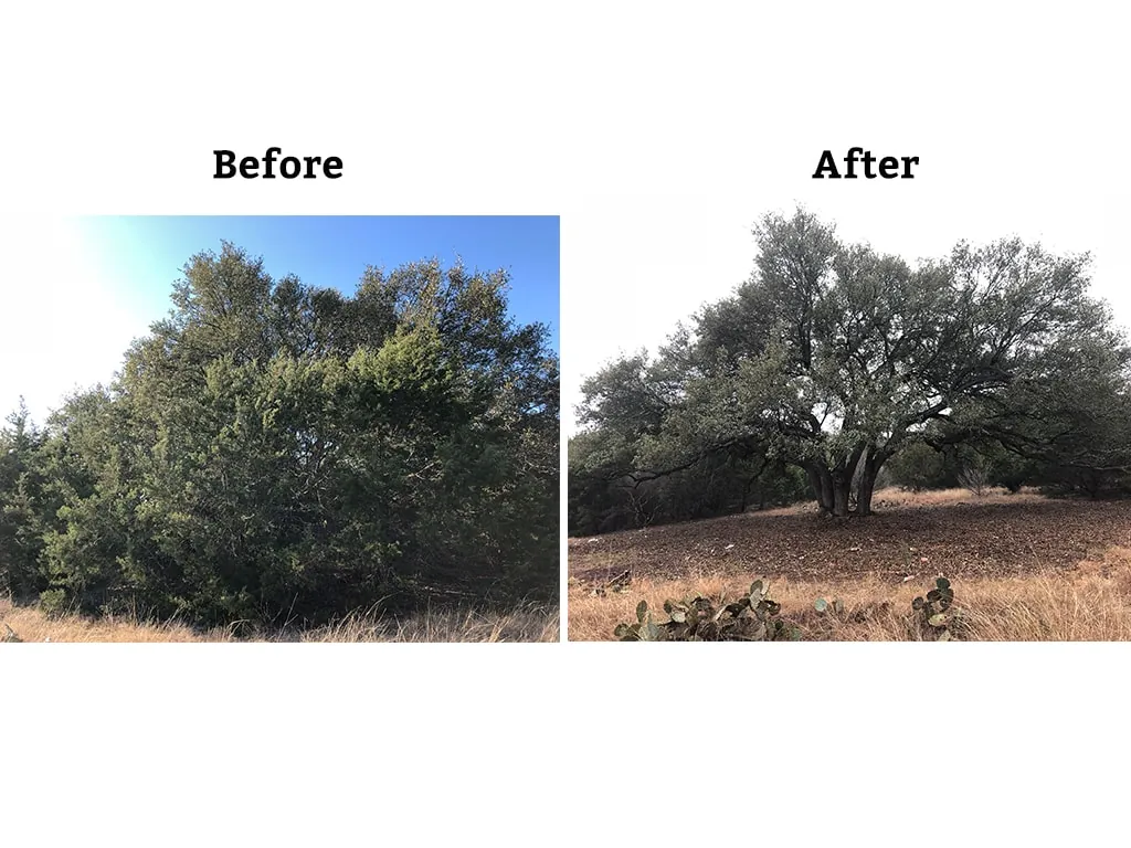 Certified Arbor Care job photo