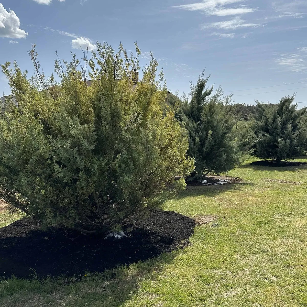 Certified Arbor Care job photo