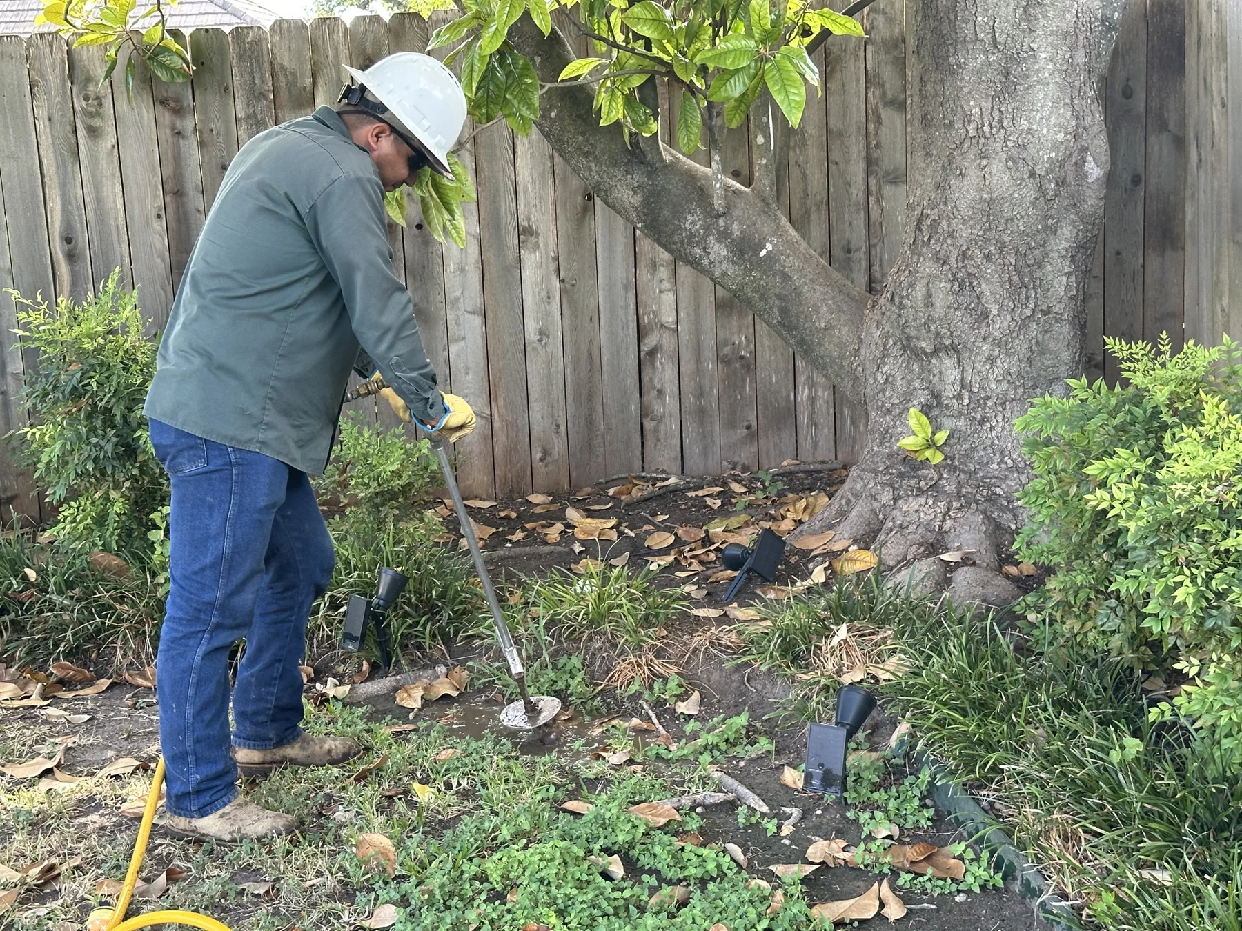 Tree Fertilization in Austin, Texas