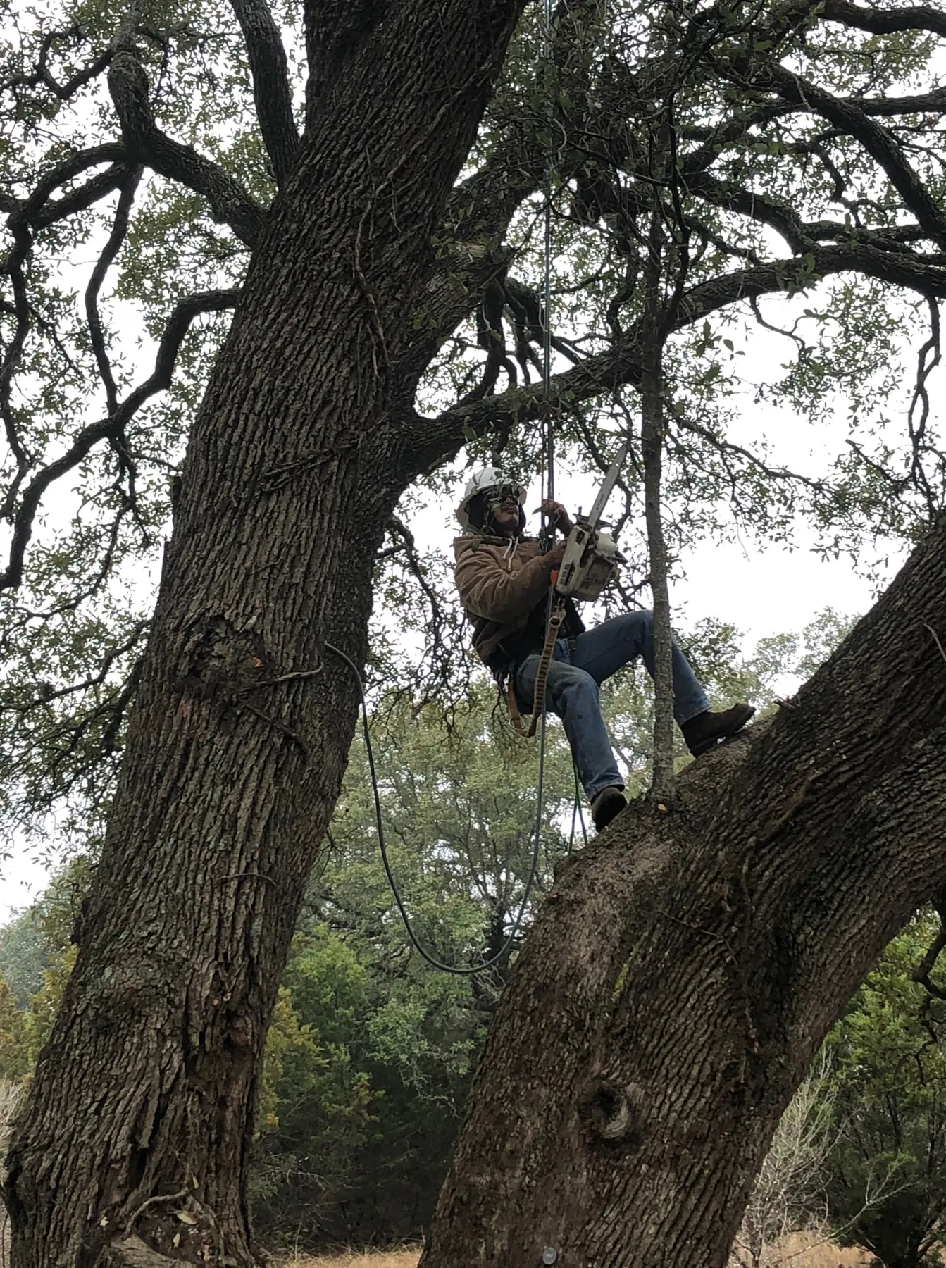 Certified Arbor Care arborist working in a live oak