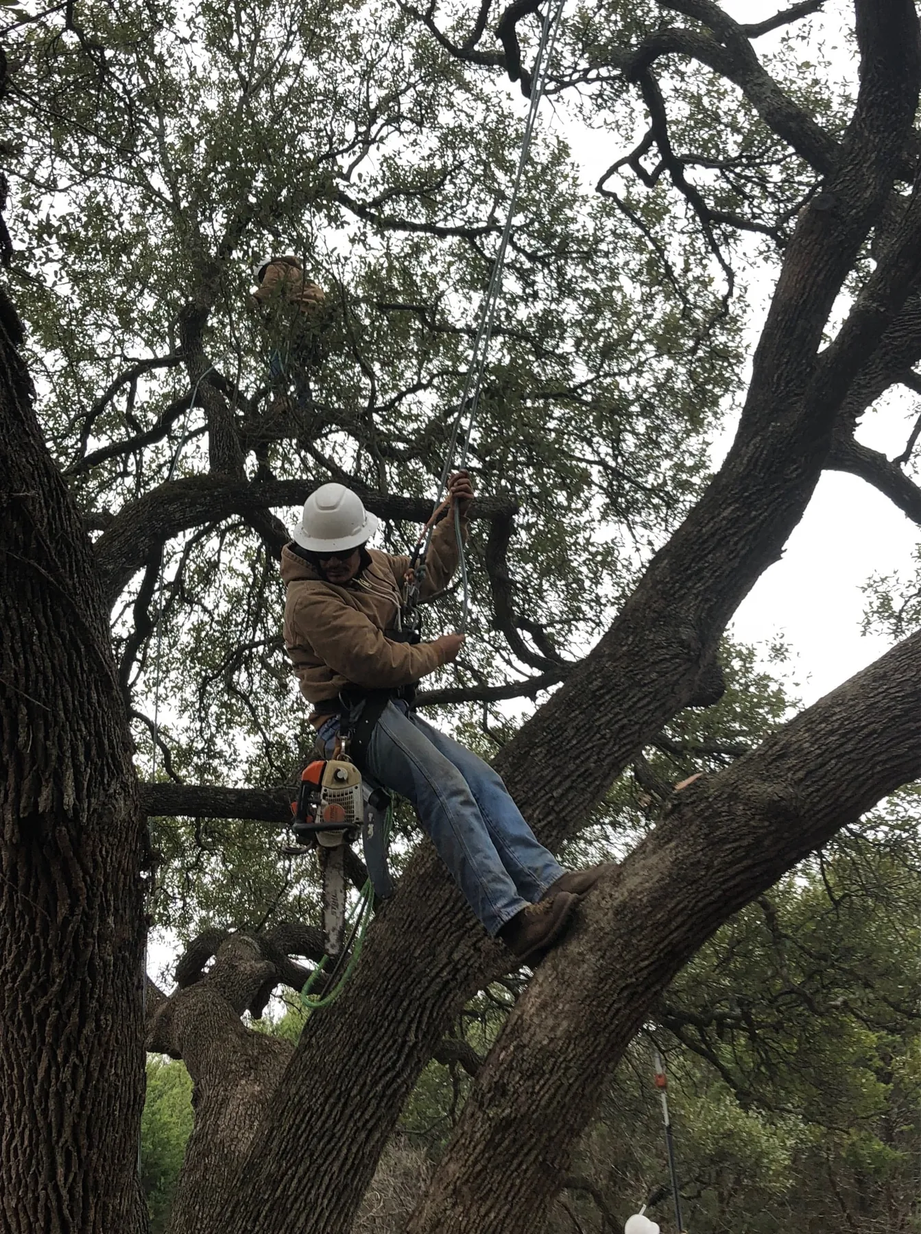 Certified Arbor Care arborist climbing a residential live oak