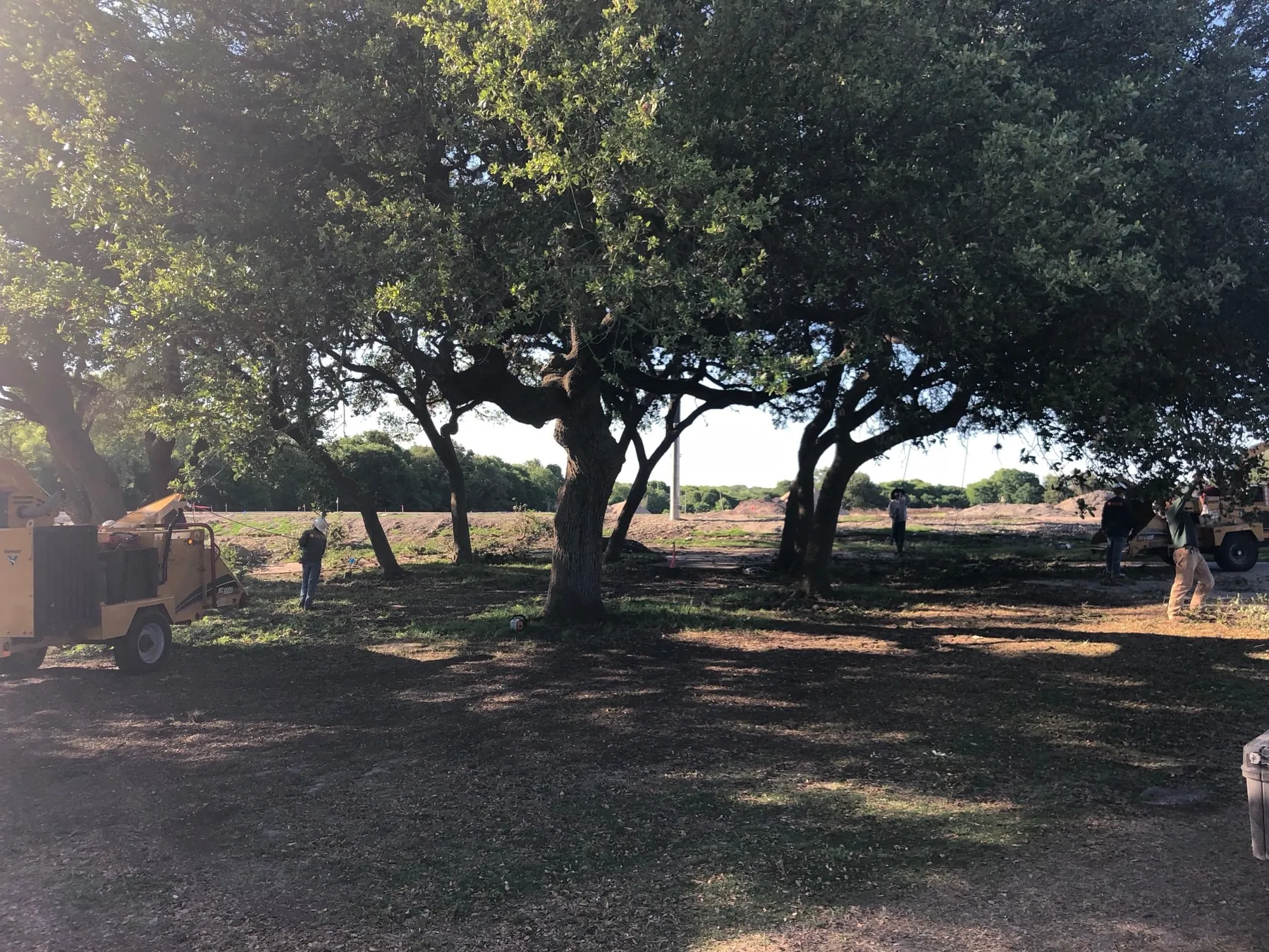 Tree service in Dripping Springs, Texas