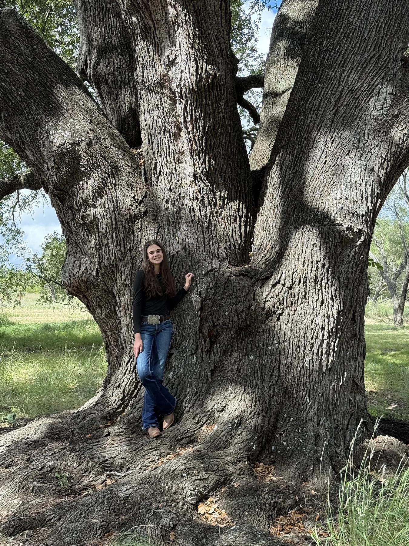 A Certified Arbor Care arborist standing in the trunk of a 91 inch diameter live oak in Lometa, Texas