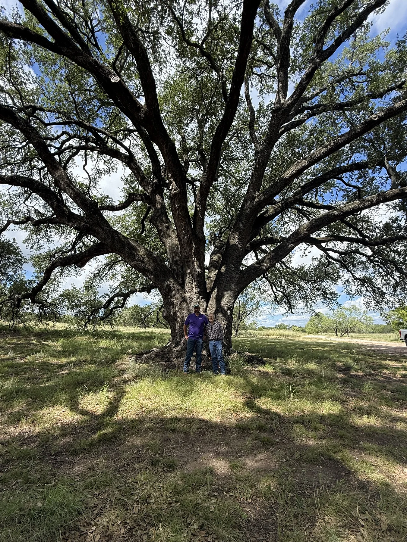 Certified Arbor Care job photo