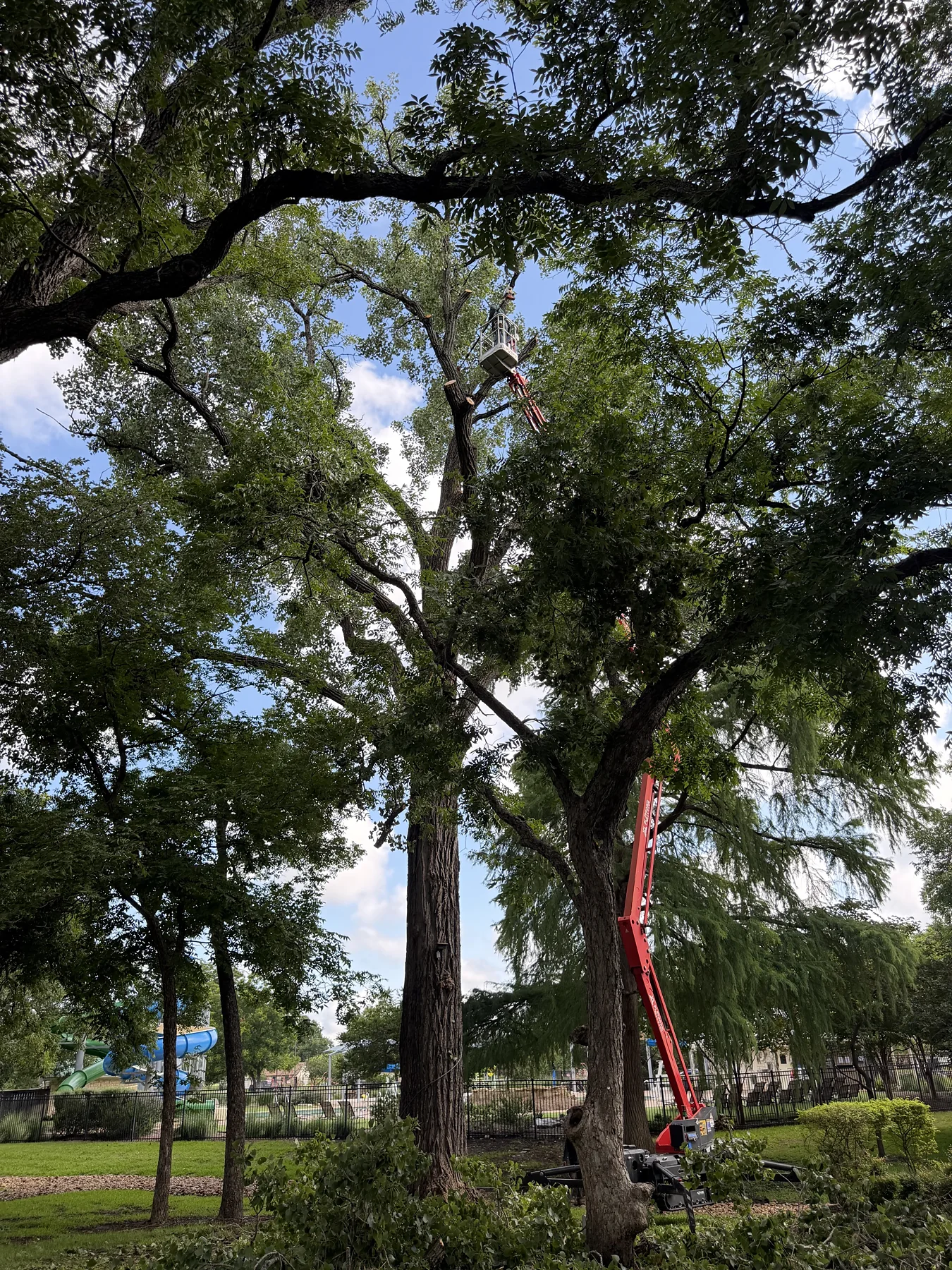 Certified Arbor Care job photo