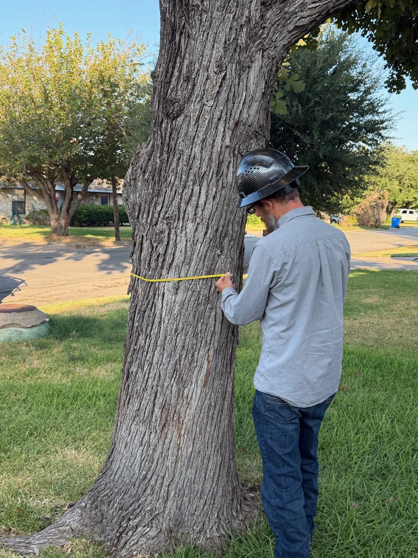 Commercial Tree Diagnostics in Austin, Texas