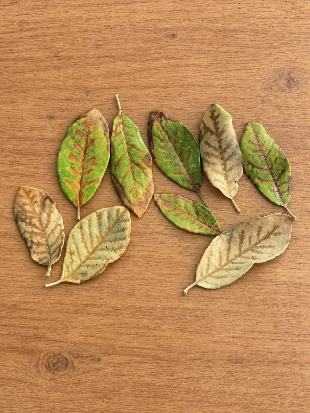 Oak Wilt Management in Austin, Texas