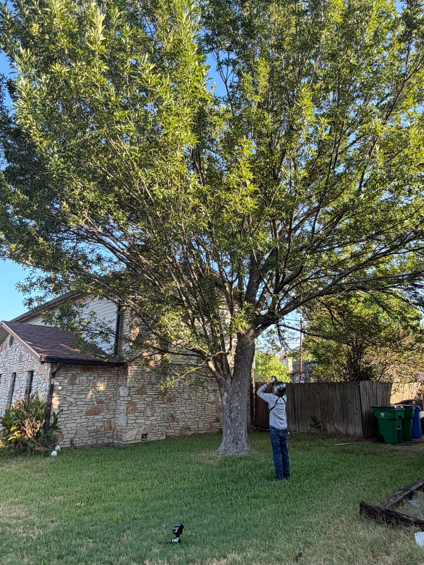 Certified Arbor Care job photo