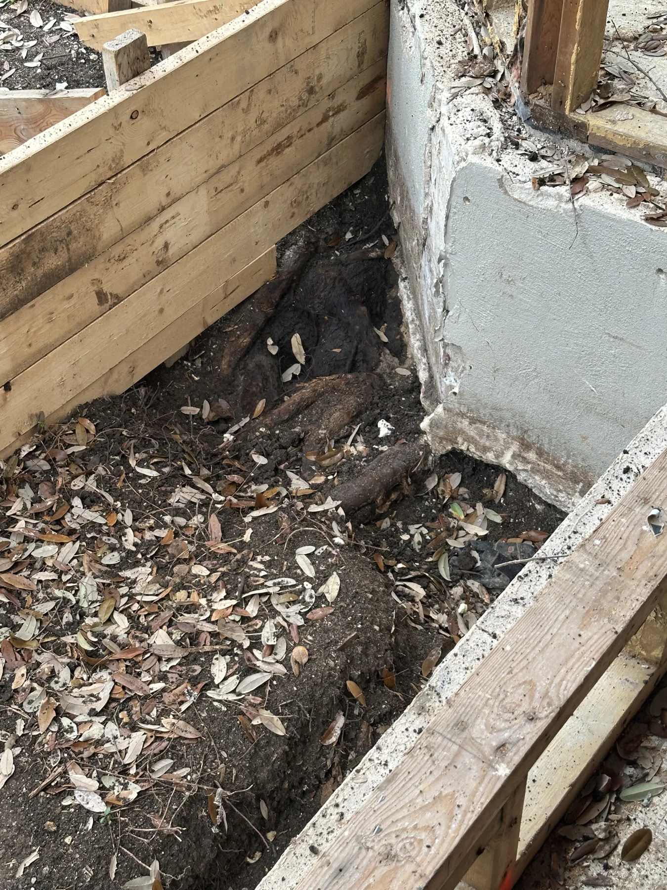Root Crown Excavation in Austin, Texas