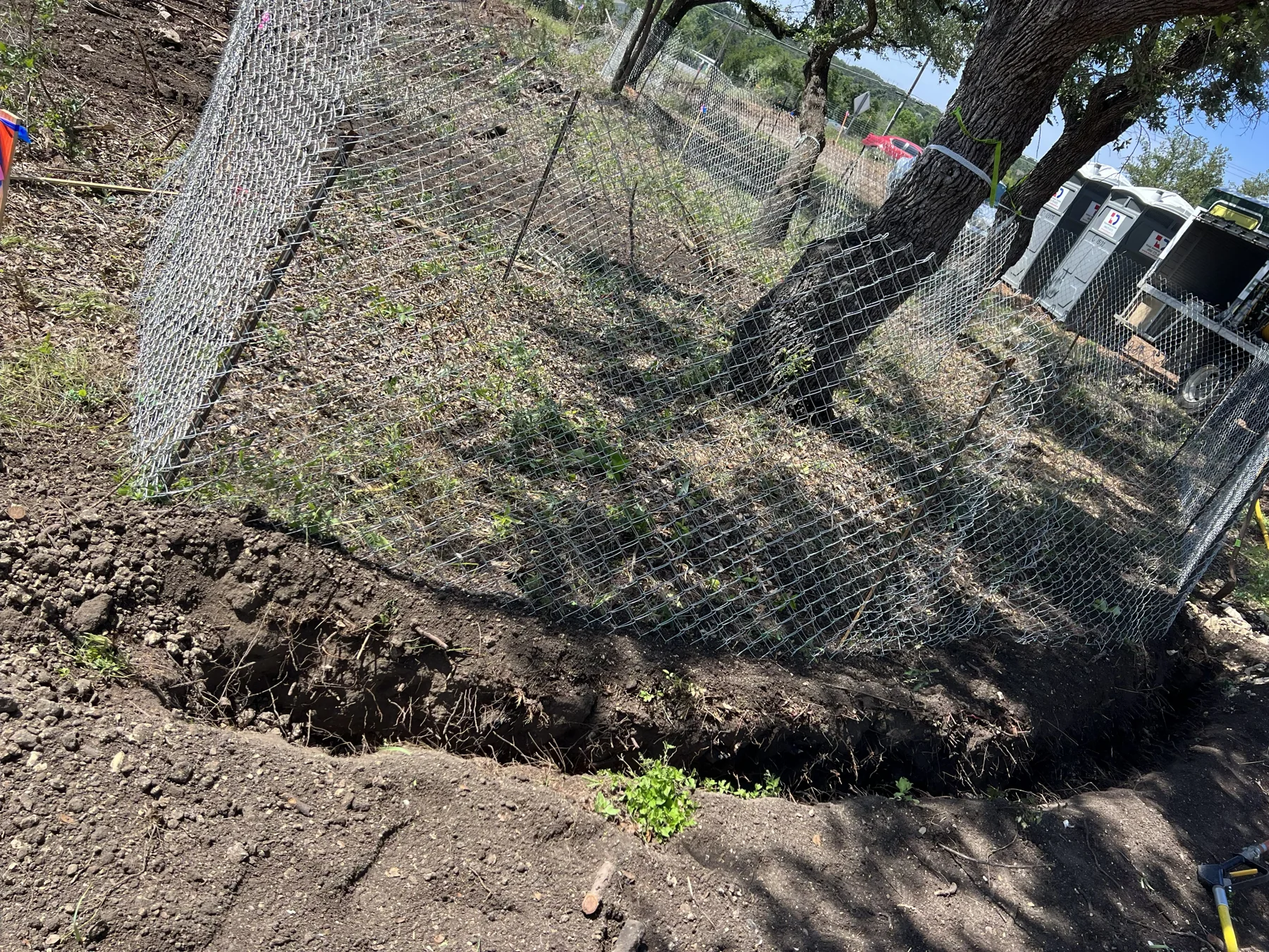 Construction Site Tree Protection in Austin, Texas
