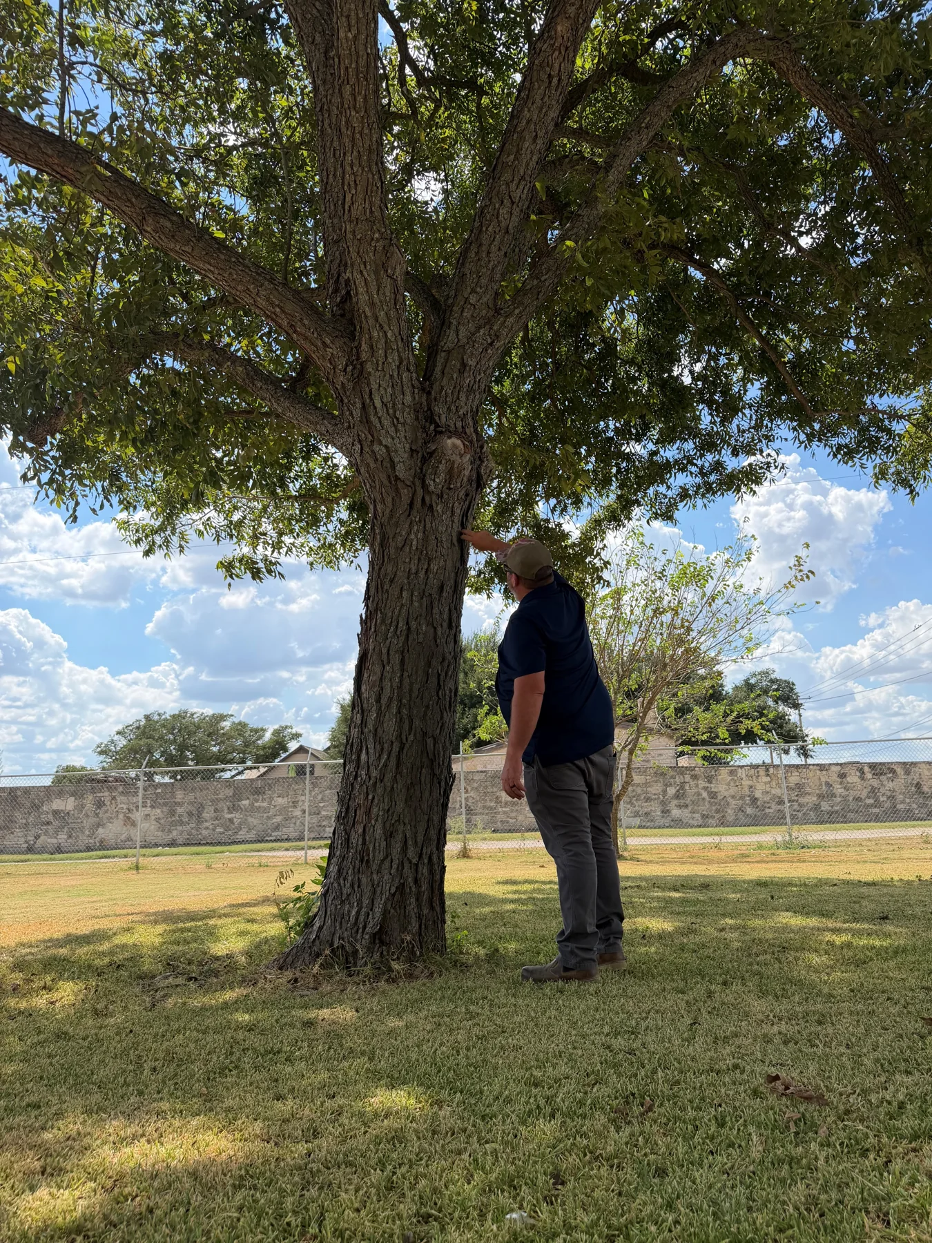 Insect and Disease Management in Austin, Texas