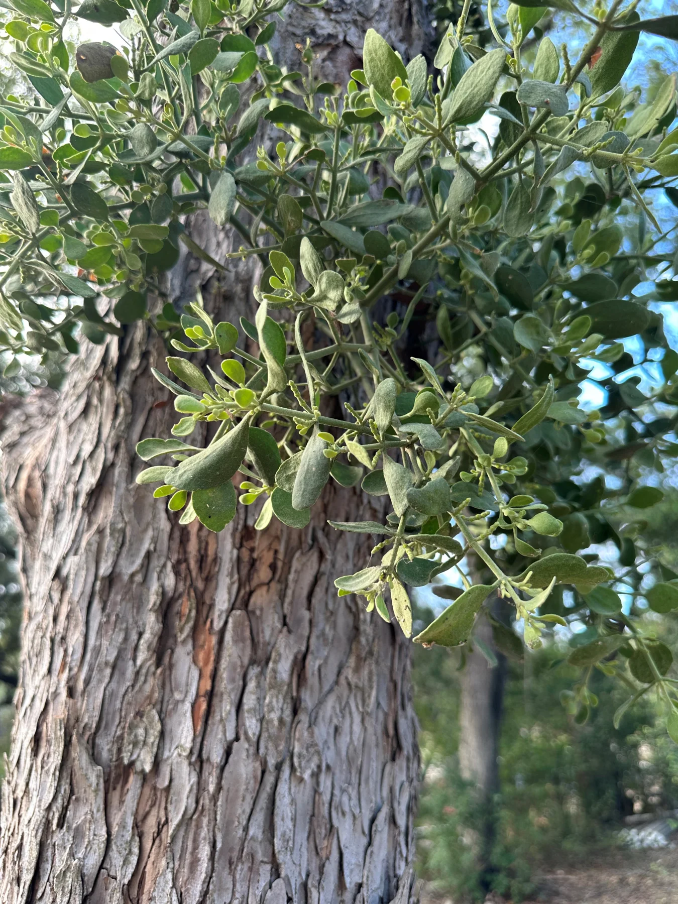 Mistletoe Removal, Certified Arbor Care
