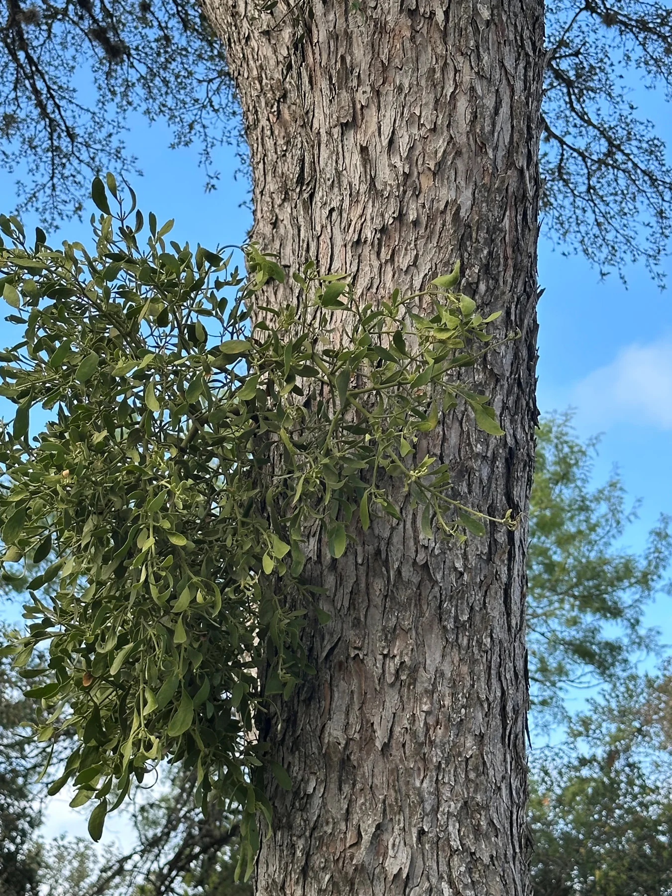 Mistletoe Removal in Austin, Texas
