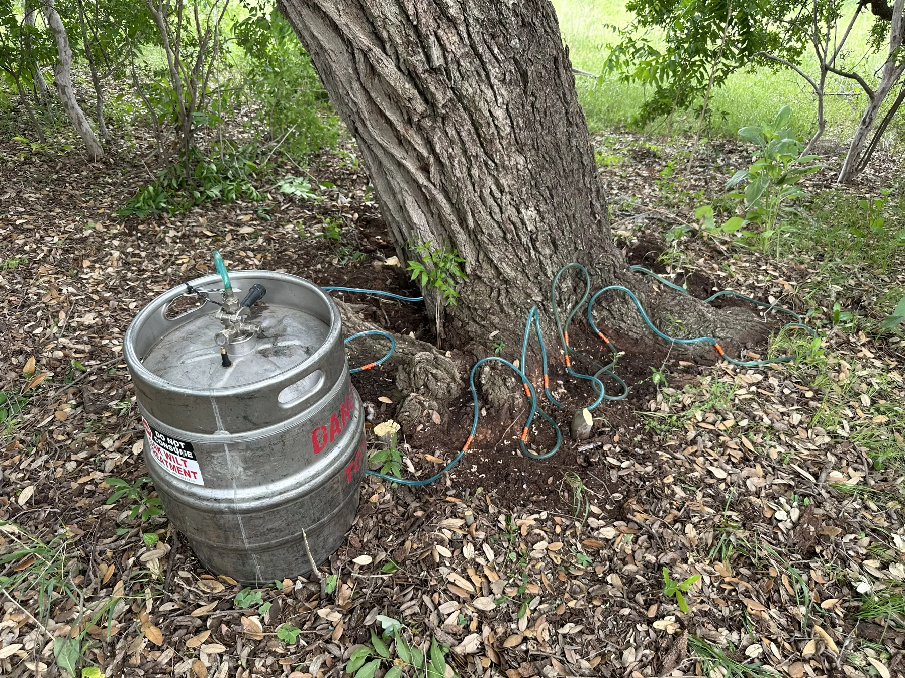 Insect and Disease Management in Austin, Texas