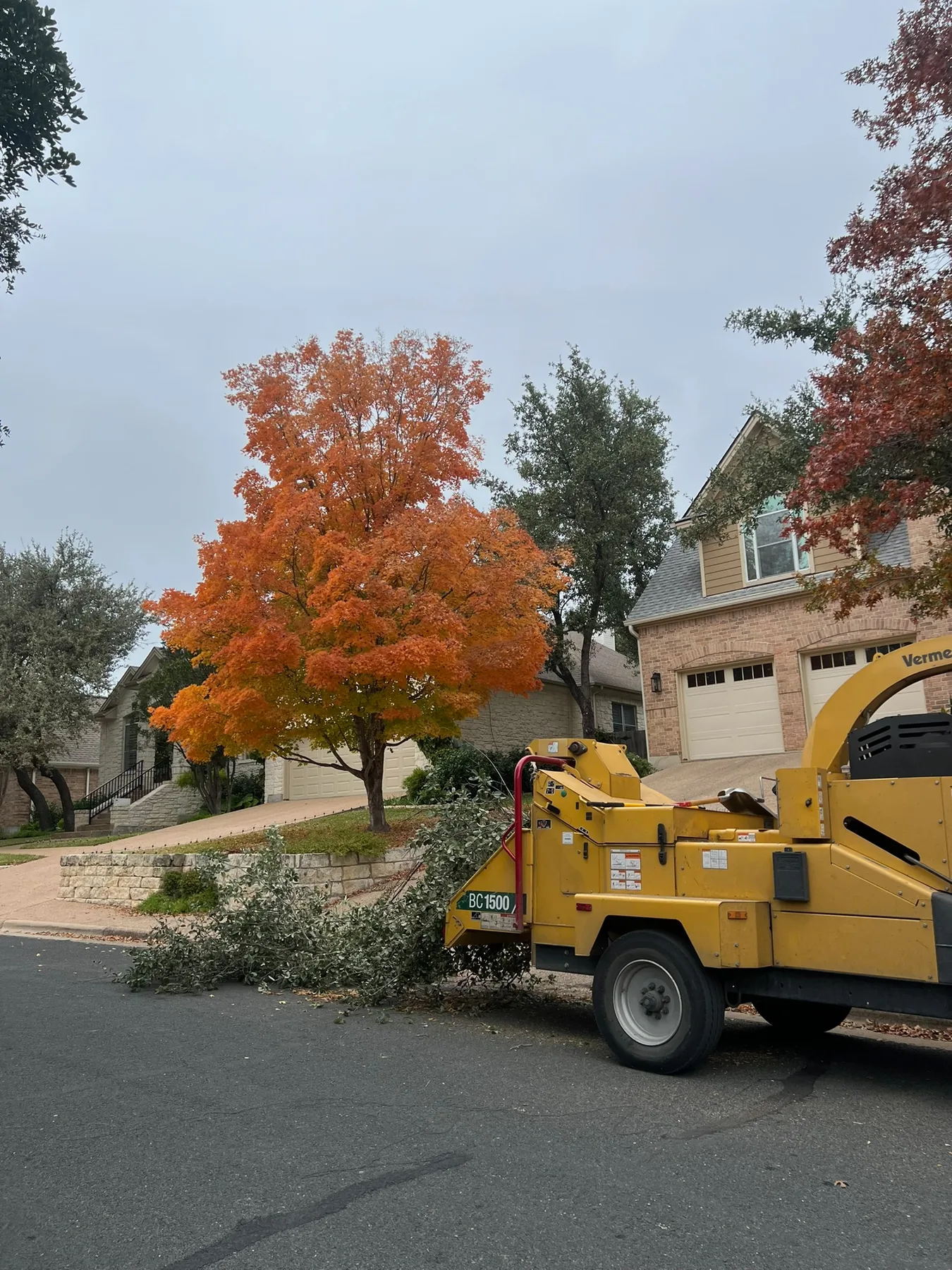 Tree Trimming and Pruning in Austin, Texas