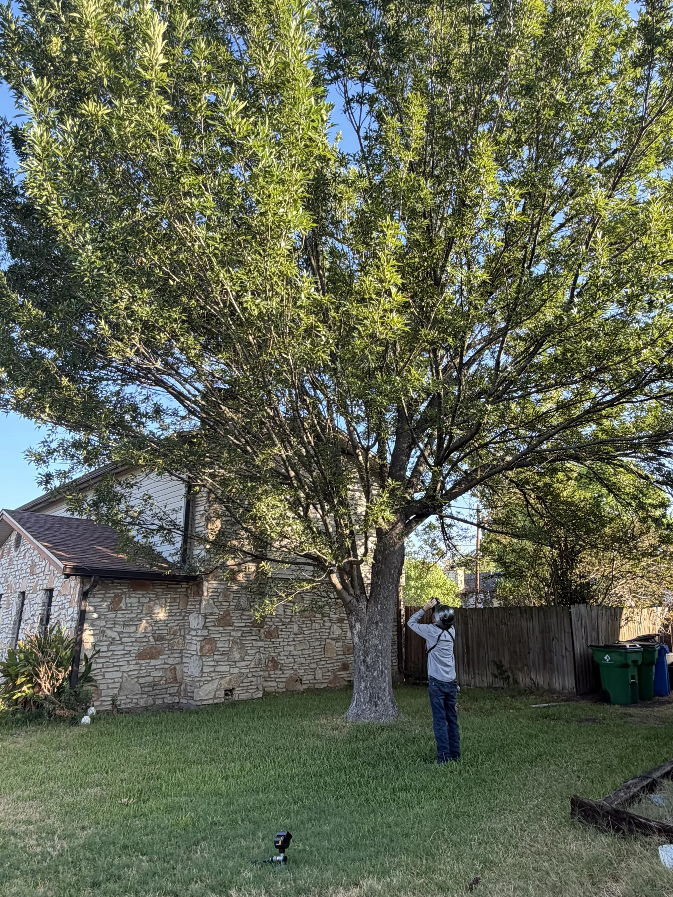 Tree Diagnosis and Analysis in Austin, Texas