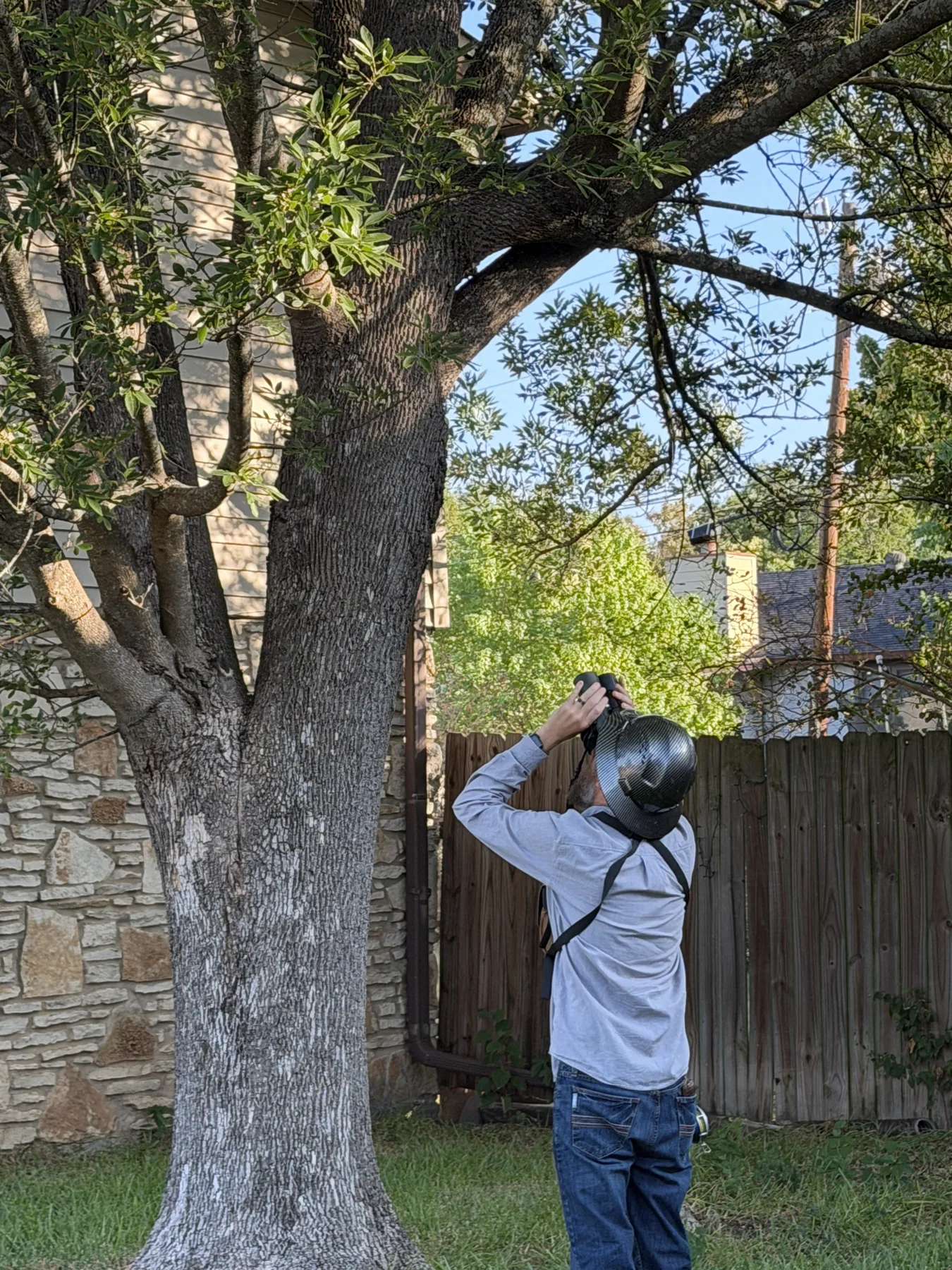 Tree Risk Assessment in Austin, Texas