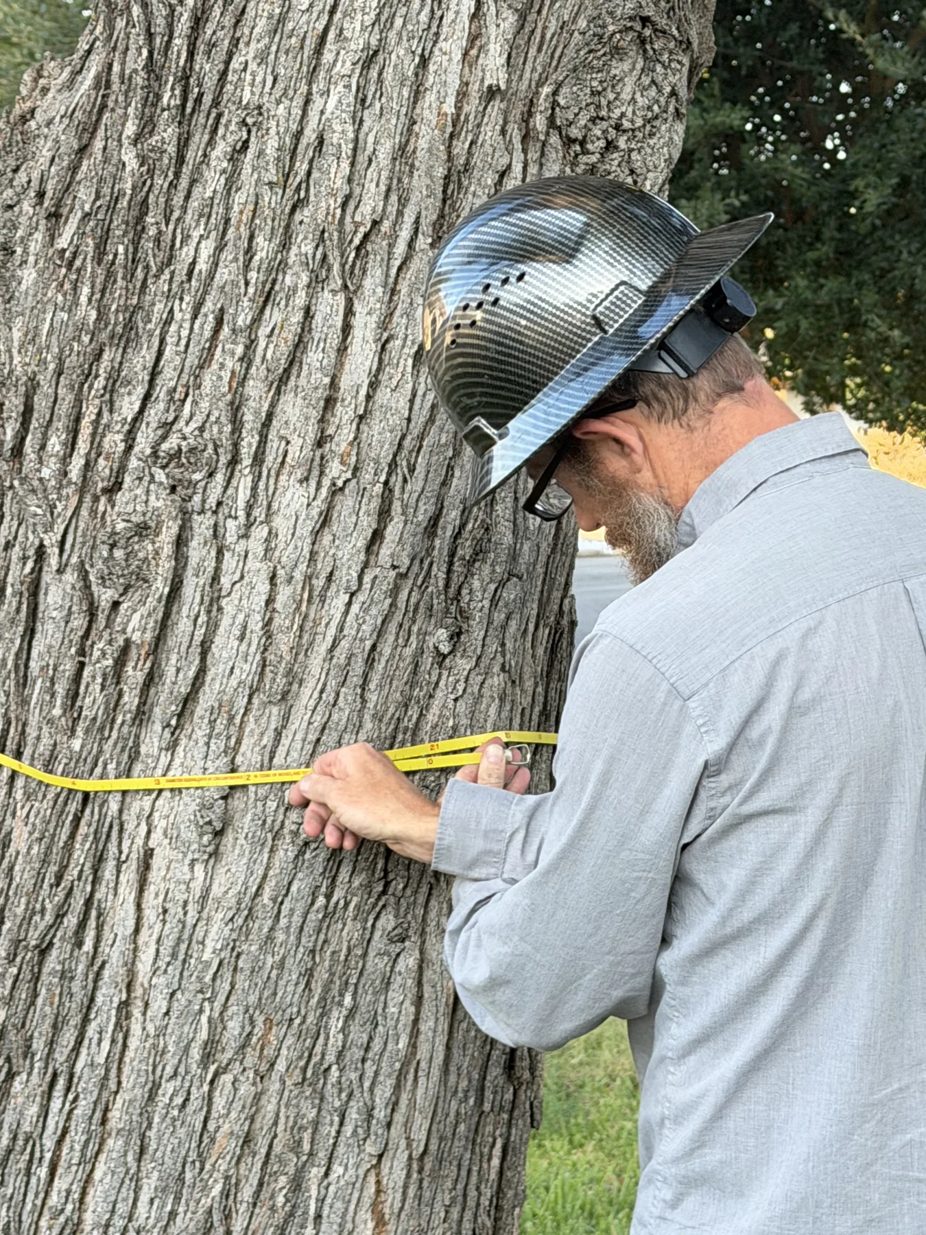 Certified Arbor Care job photo