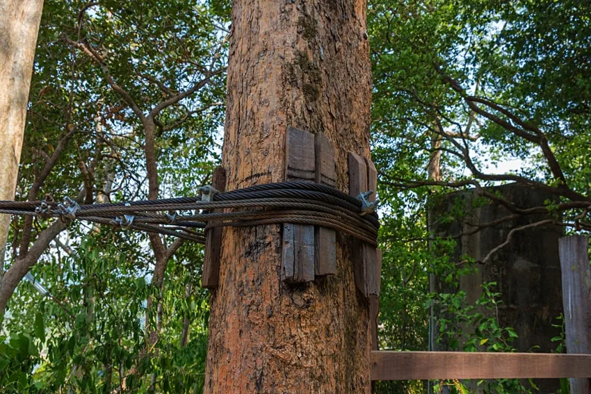 Tree Cabling and Bracing in Austin, Texas