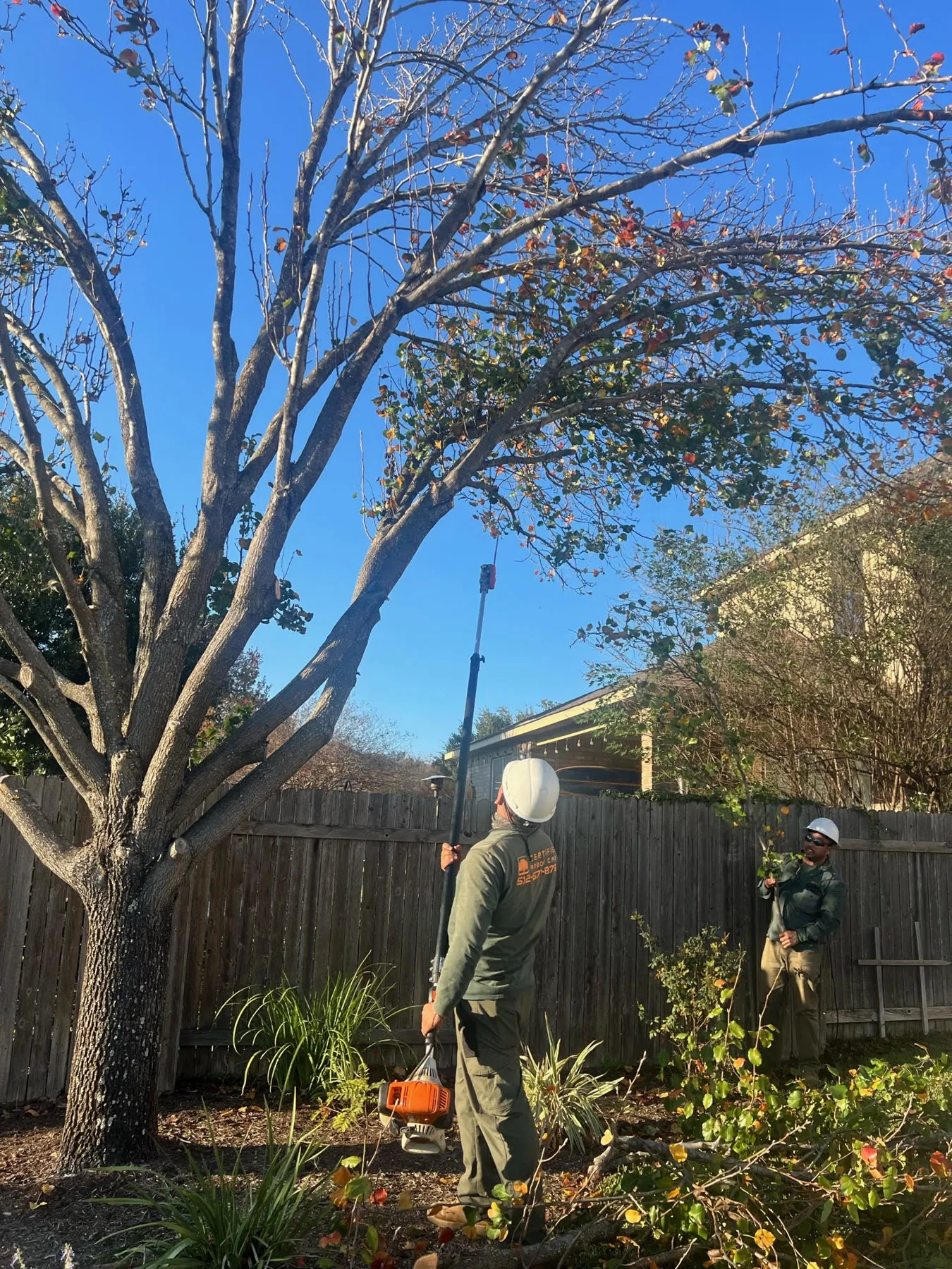 Tree service in Pflugerville, Texas