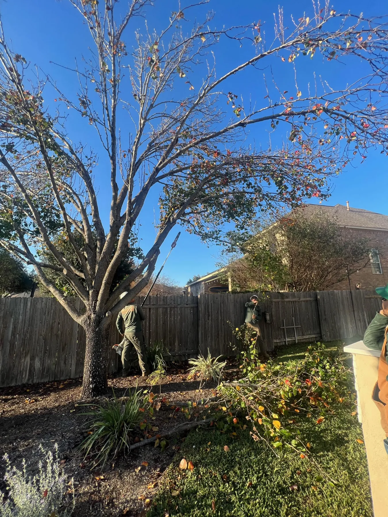 Certified Arbor Care job photo