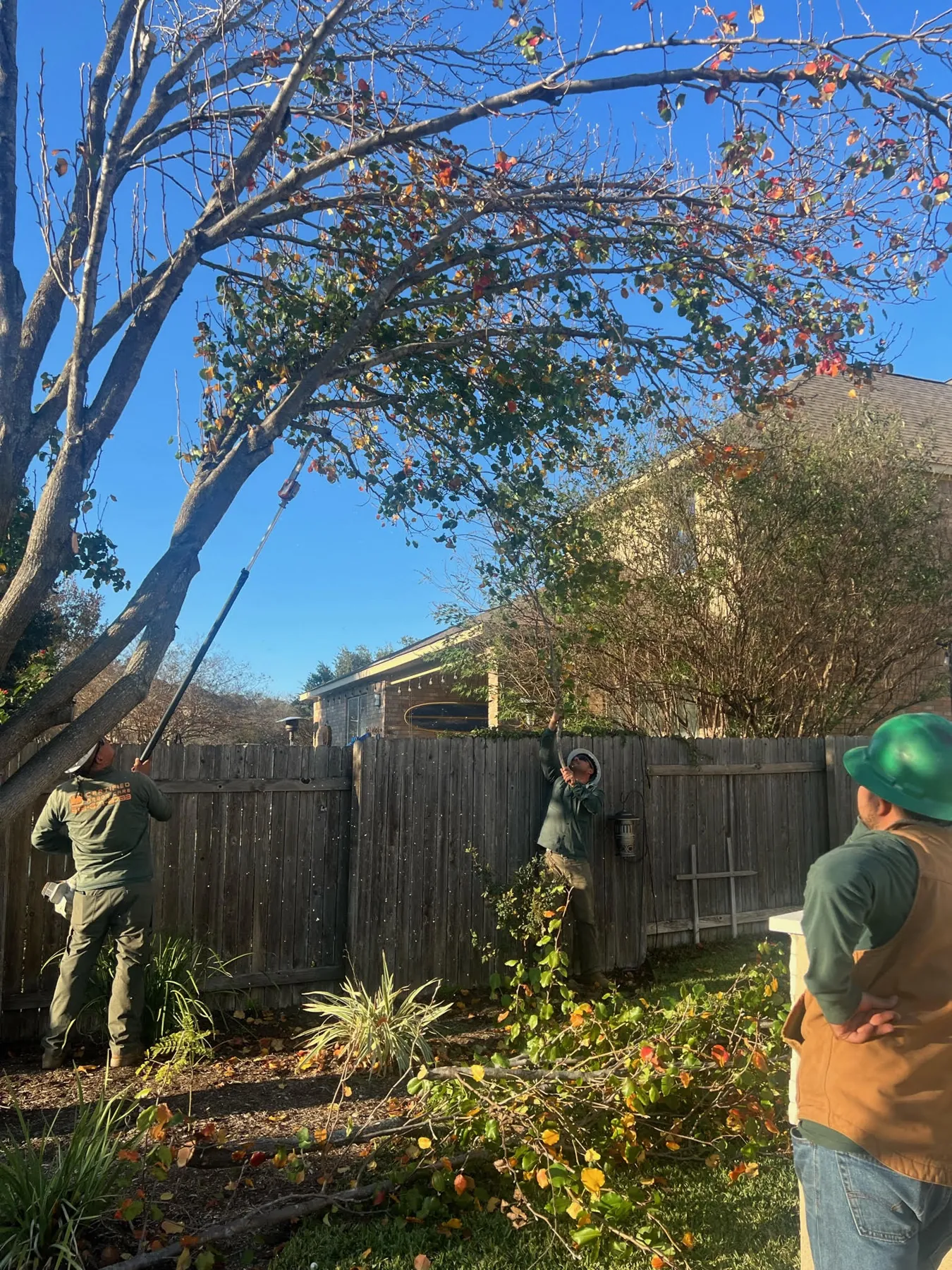 Certified Arbor Care job photo