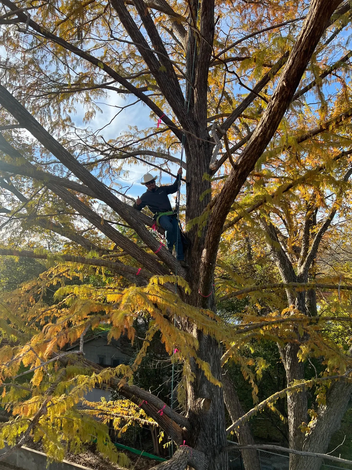 Certified Arbor Care job photo