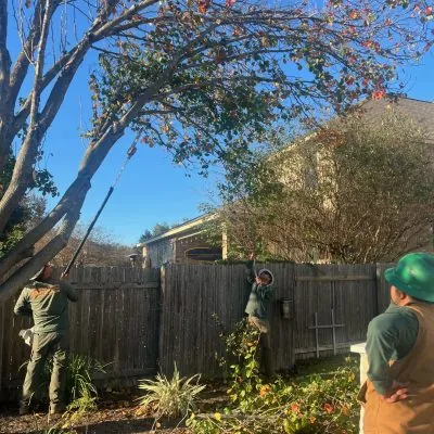 Tree Trimming and Pruning, Certified Arbor Care