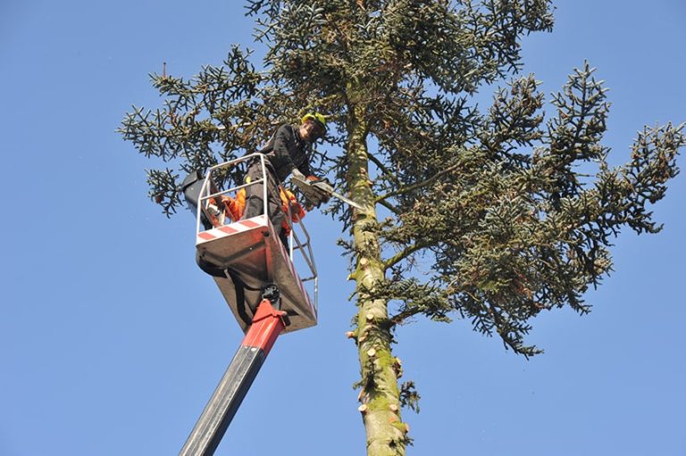Lakeway Arborist Certified Arbor Care