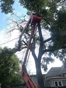 Certified Arbor Care crew performing tree removal service using a lift in Austin, TX. The crew is safely trimming and removing dead branches from a tall tree near a residential area, ensuring the health and safety of the surrounding environment