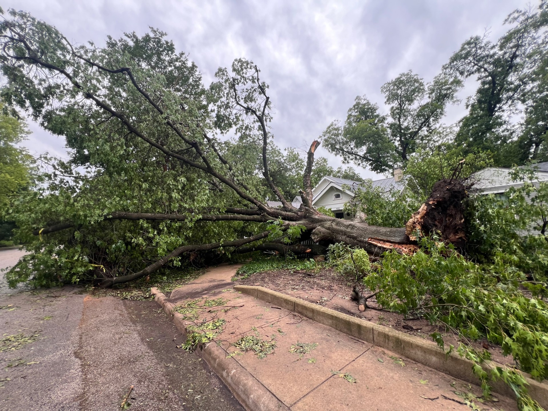 Large uprooted tree blocking a residential street after severe storm damage in Houston area neighborhood