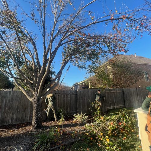 Team performing tree pruning and limb removal near a fence in a residential yard.