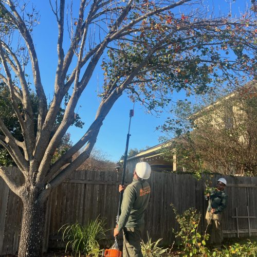 Worker using a pole saw for tree trimming and pruning in a backyard.